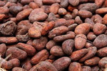COCOA Beans
