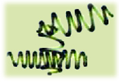 SPIRULINE